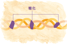 糖化を起こした肌のコラーゲン繊維