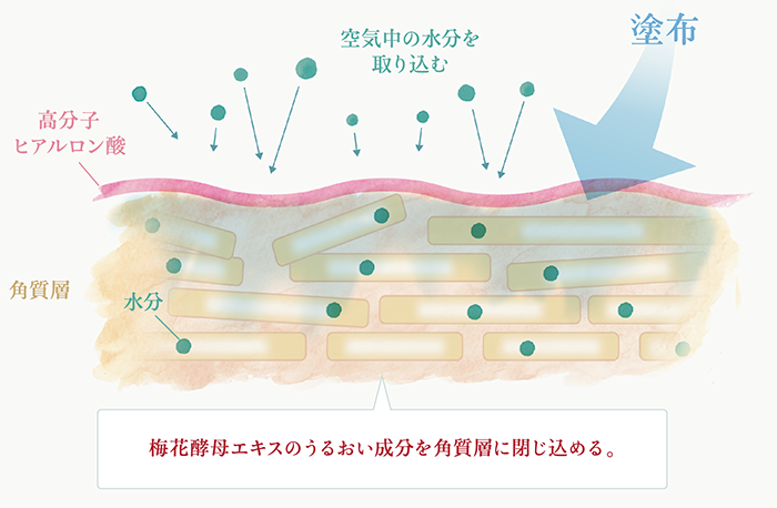 ダブルネットワークローションの働き